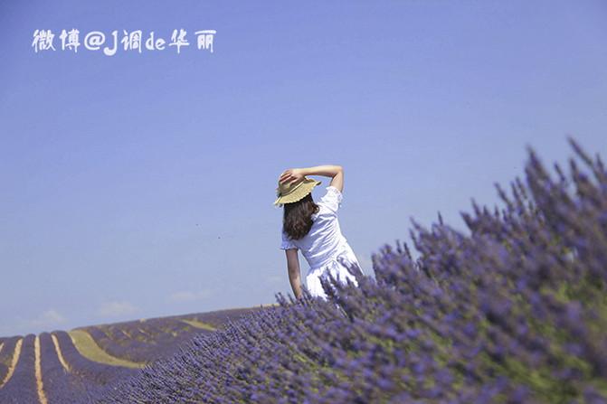 Provence in midsummer